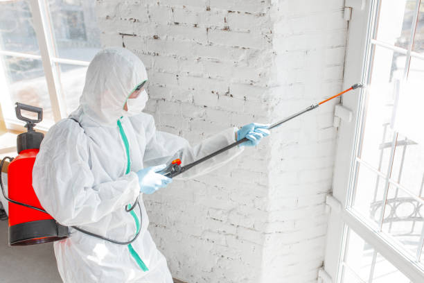 Reliable Mondovi, WI Mold Removal Services Solutions